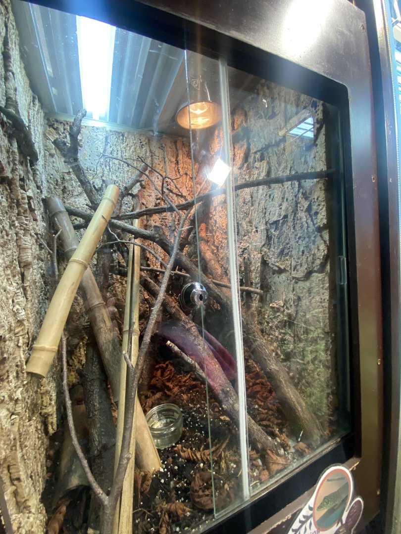 Standing’s day gecko exhibit 040324