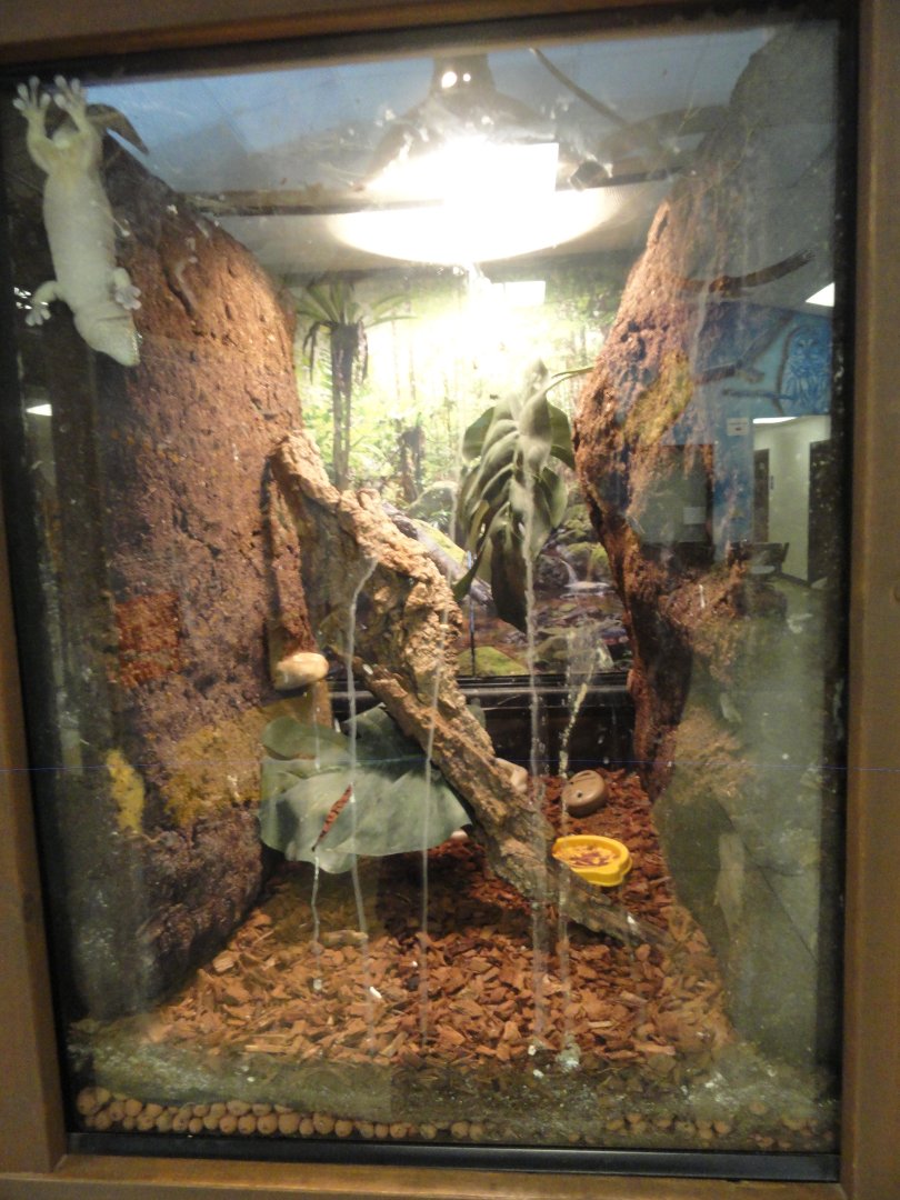Standing's Day Gecko Exhibit