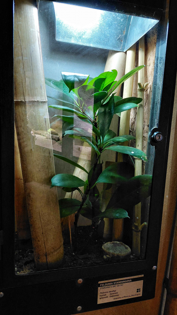 Standing's day gecko exhibit