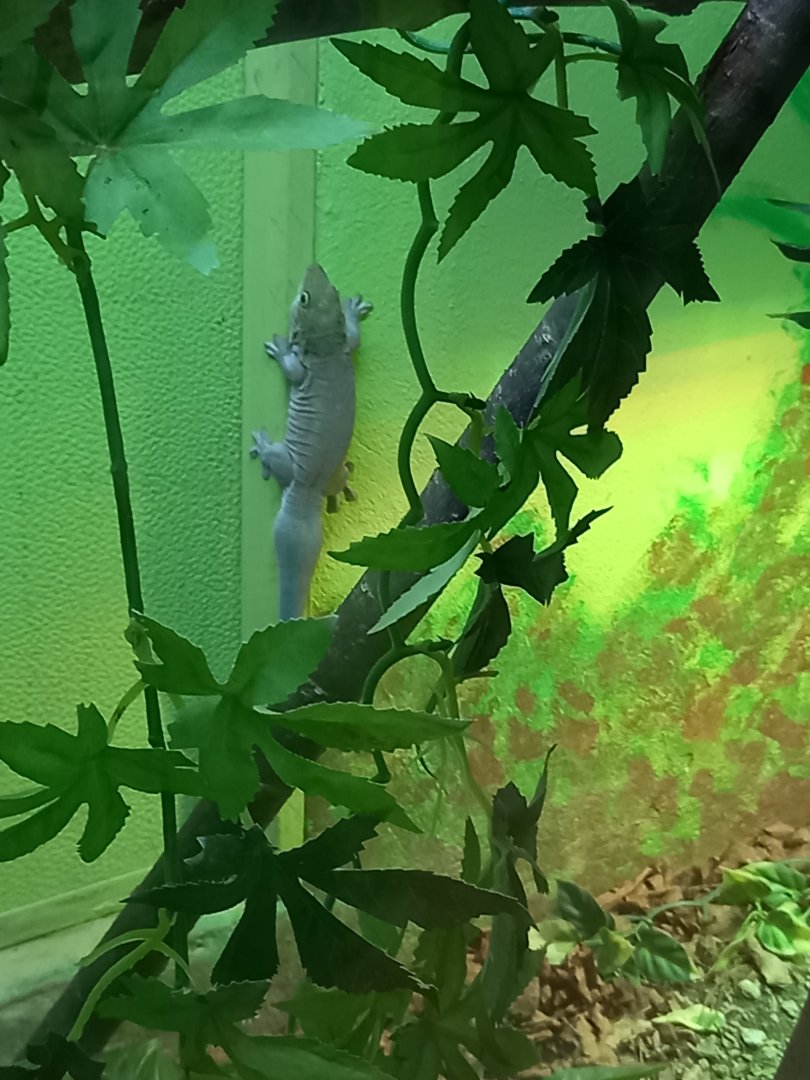 Standing's Day Gecko (I think)