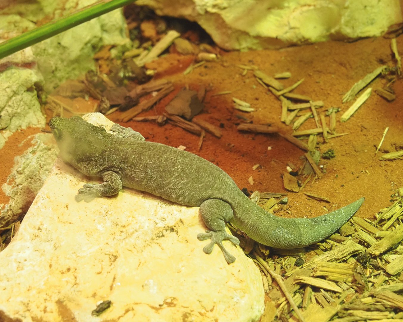 Standing's day gecko (Phelsuma standingi), 2022-03-16