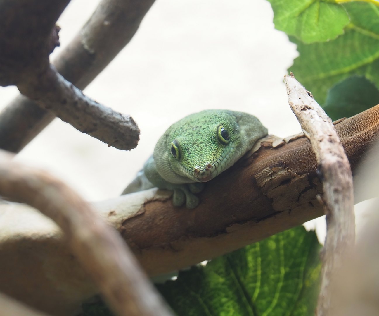 Standing's day gecko (Phelsuma standingi), 2023-07-22