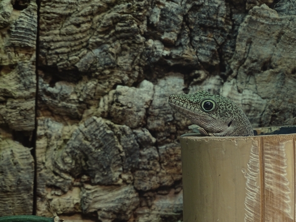 Standing's day gecko (Phelsuma standingi)