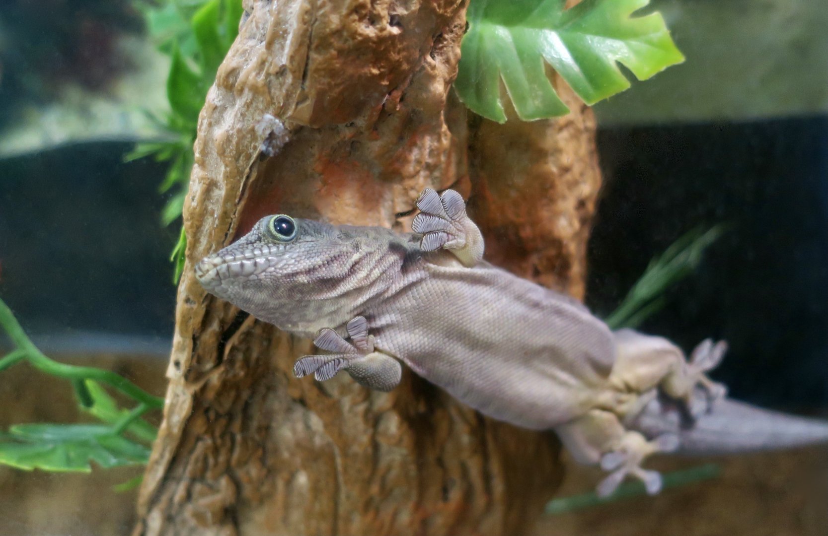 Standing's Day Gecko (Phelsuma standingi)