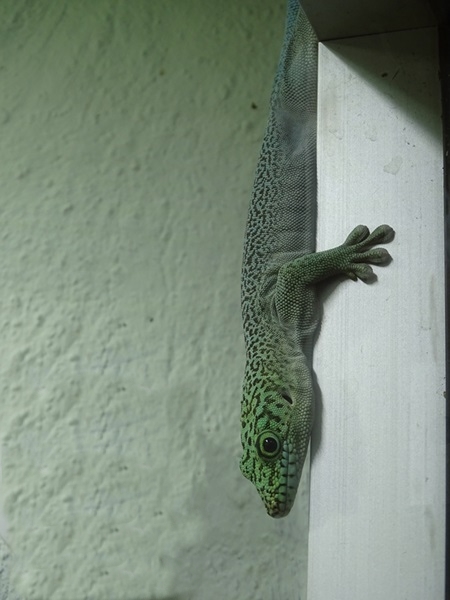 Standing's day gecko (Phelsuma standingi)