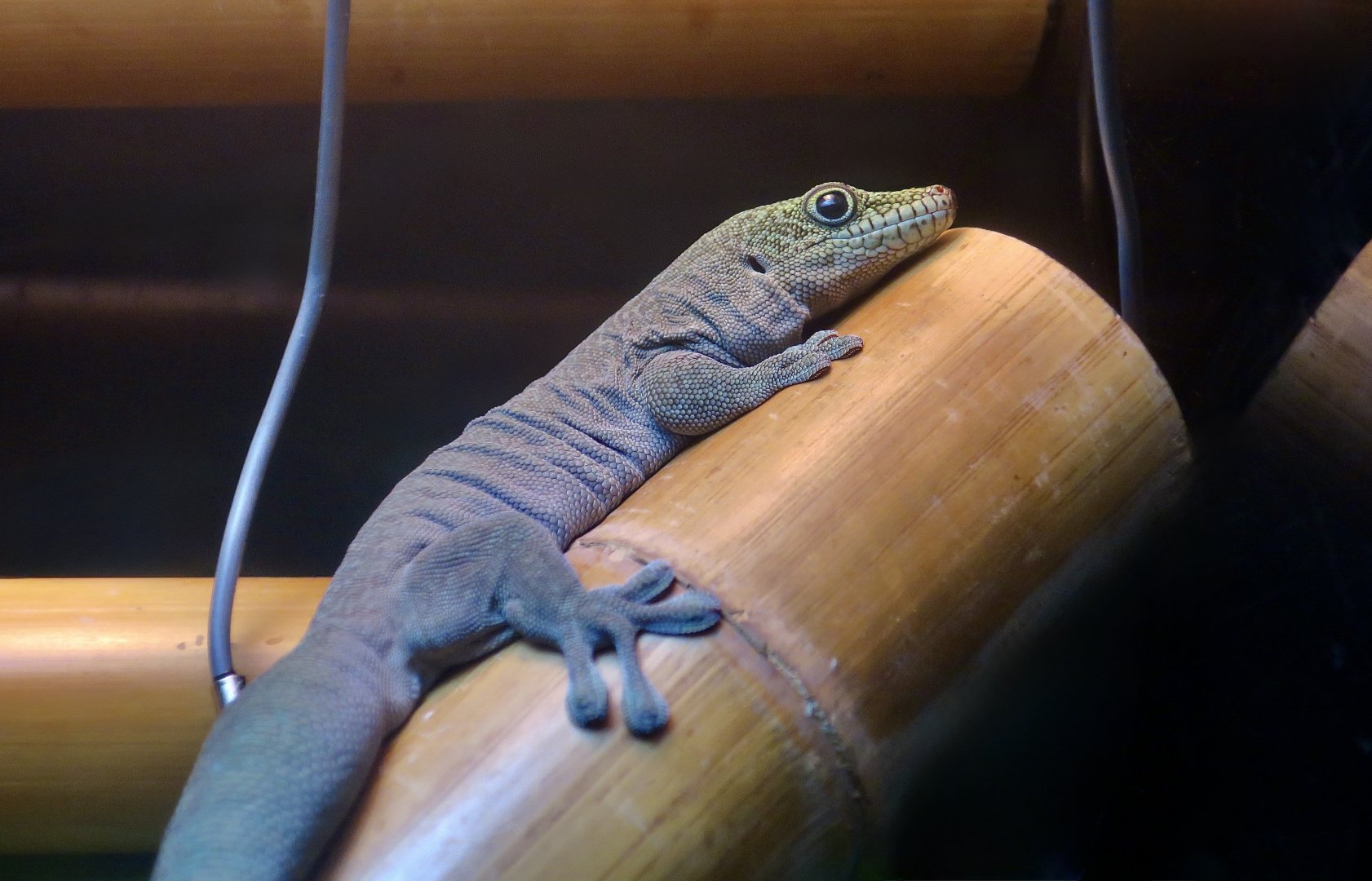 Standing's Day Gecko (Phelsuma standingi)