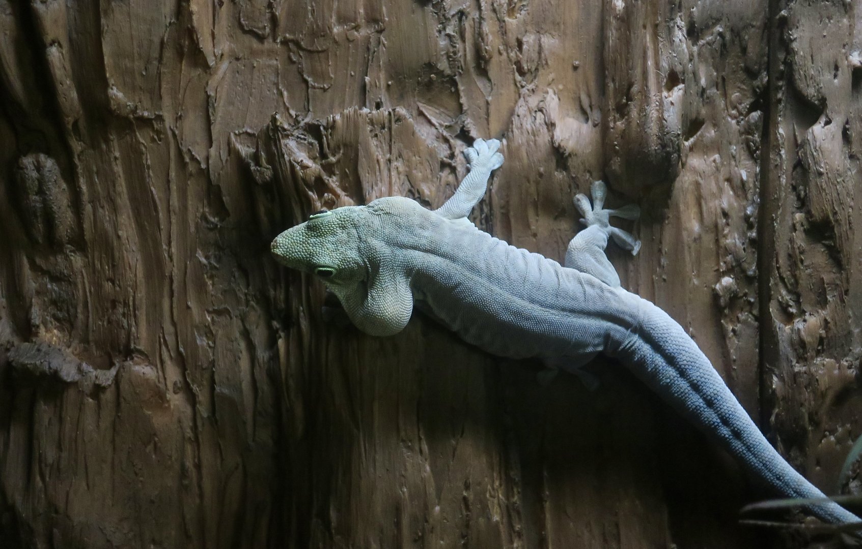 Standing's Day Gecko (Phelsuma standingi)