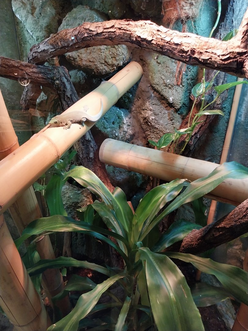 Standing's Day Gecko (Phelsuma standingii)