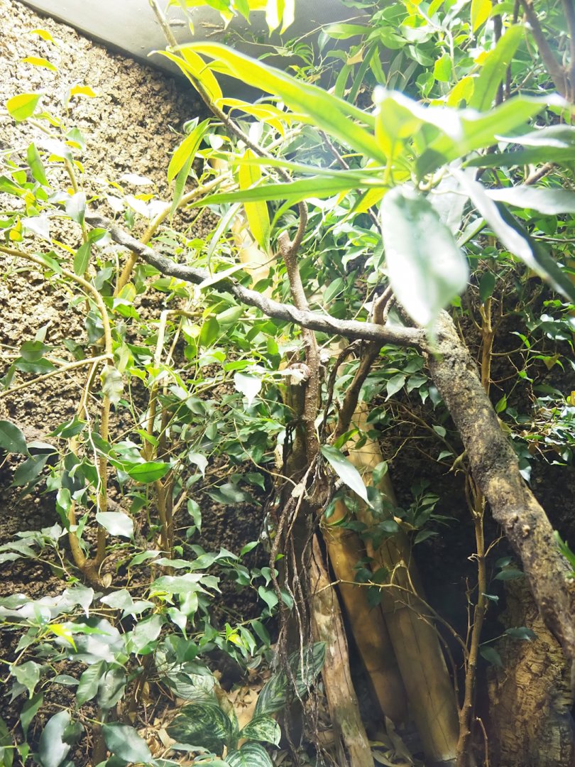 Standing's day gecko terrarium, 2023-09-24