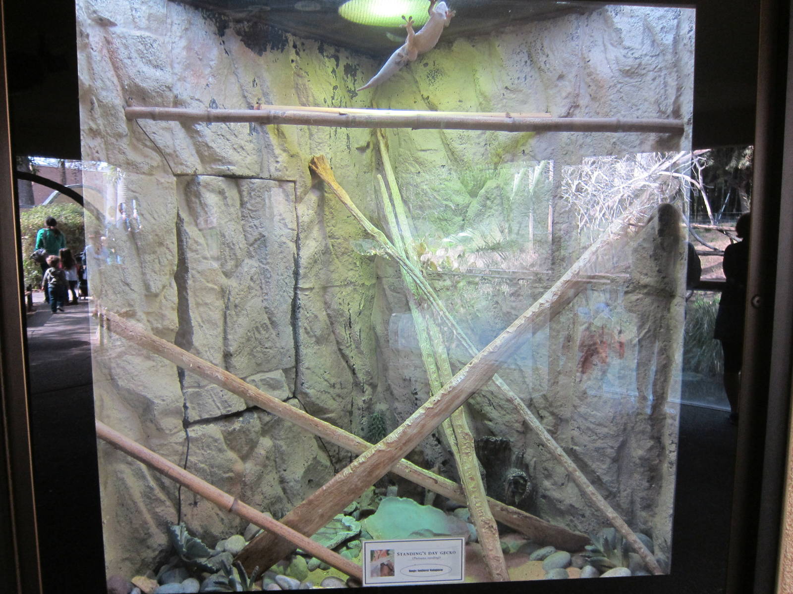 Standings Day Gecko Terrarium
