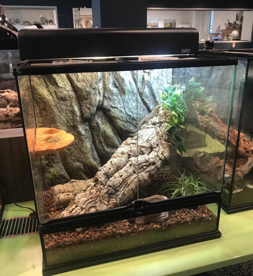 Standing’s Day Gecko Terrarium