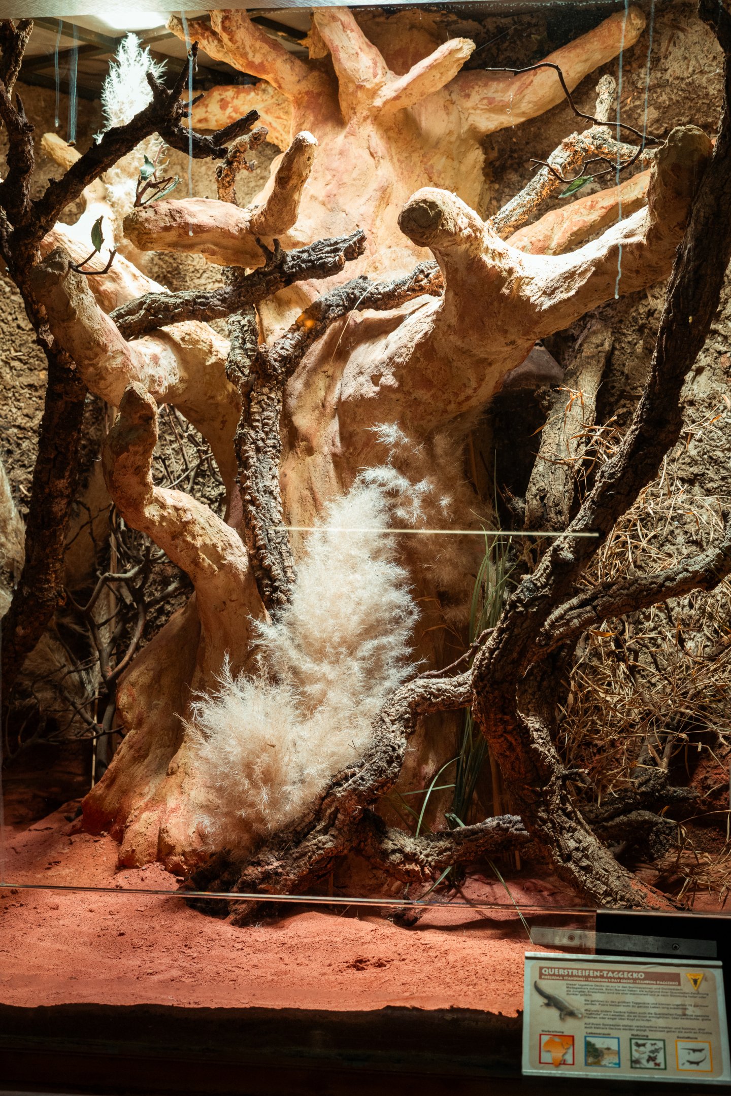 Standing's day gecko terrarium