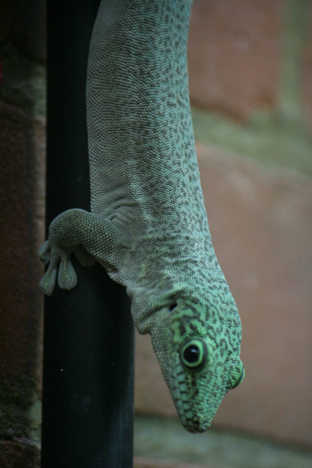Standing's day gecko