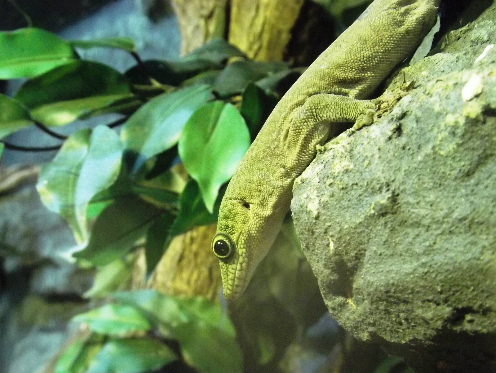 Standing's Day Gecko