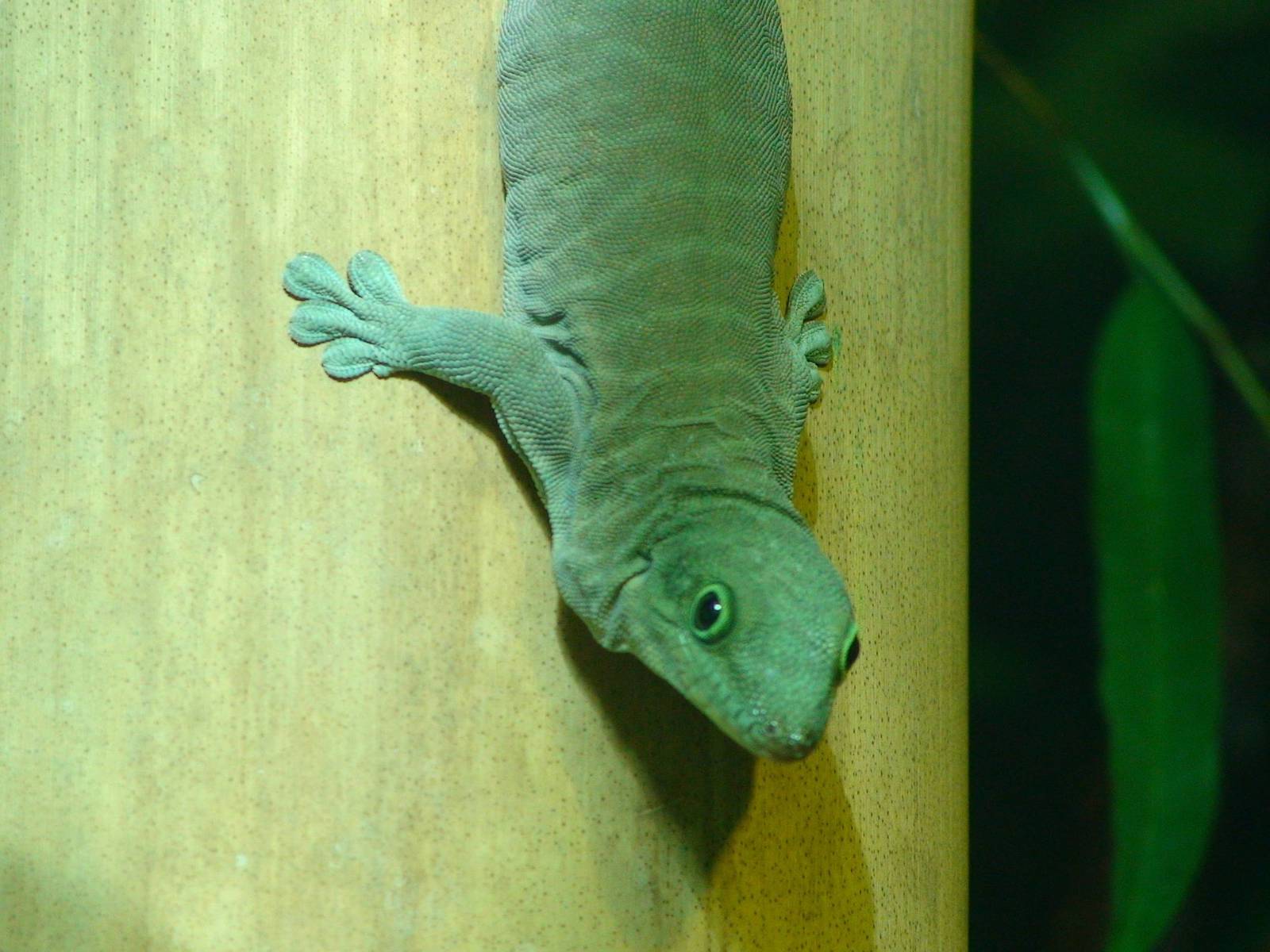 Standing's Day gecko