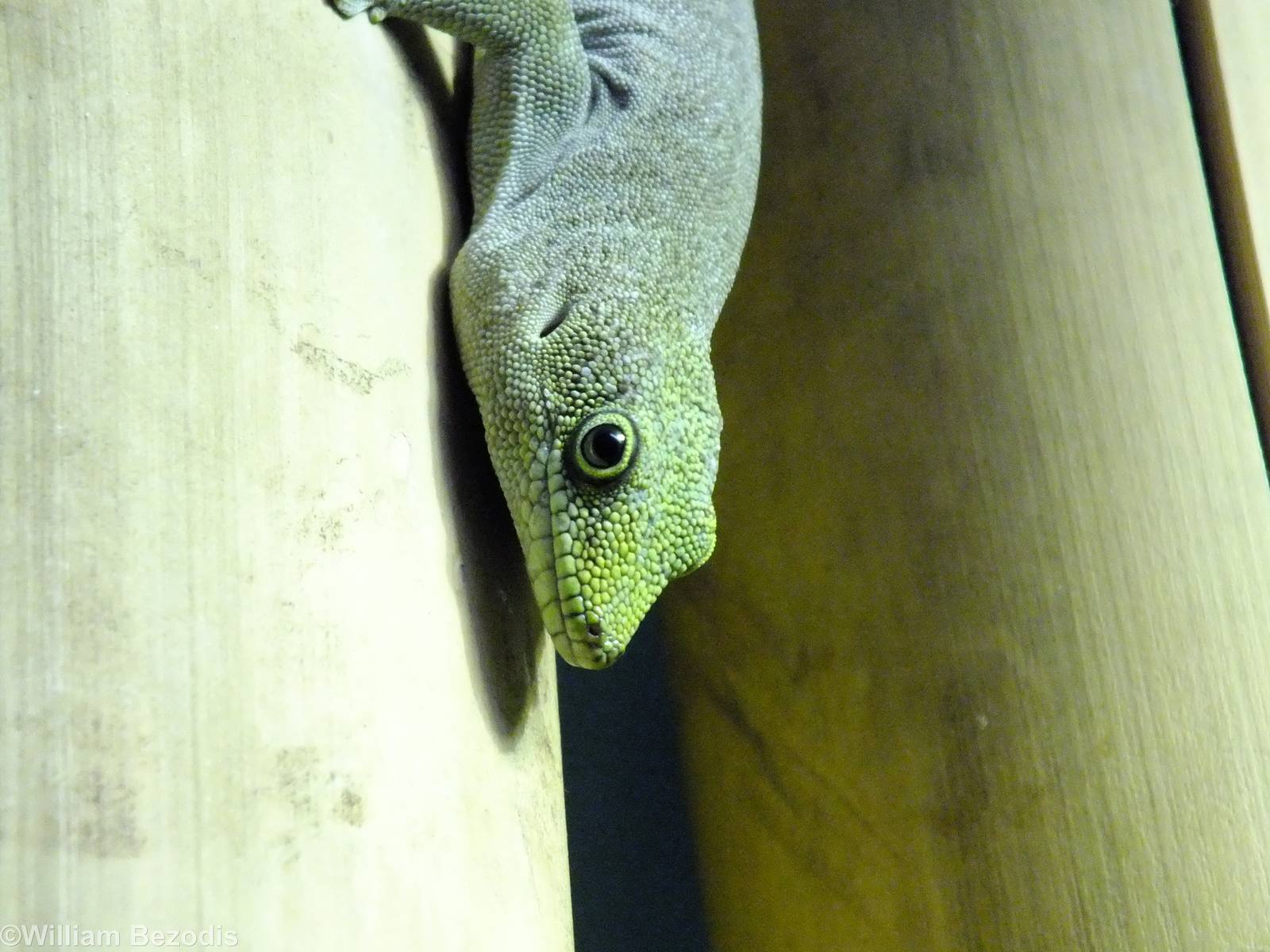 Standing's Day Gecko