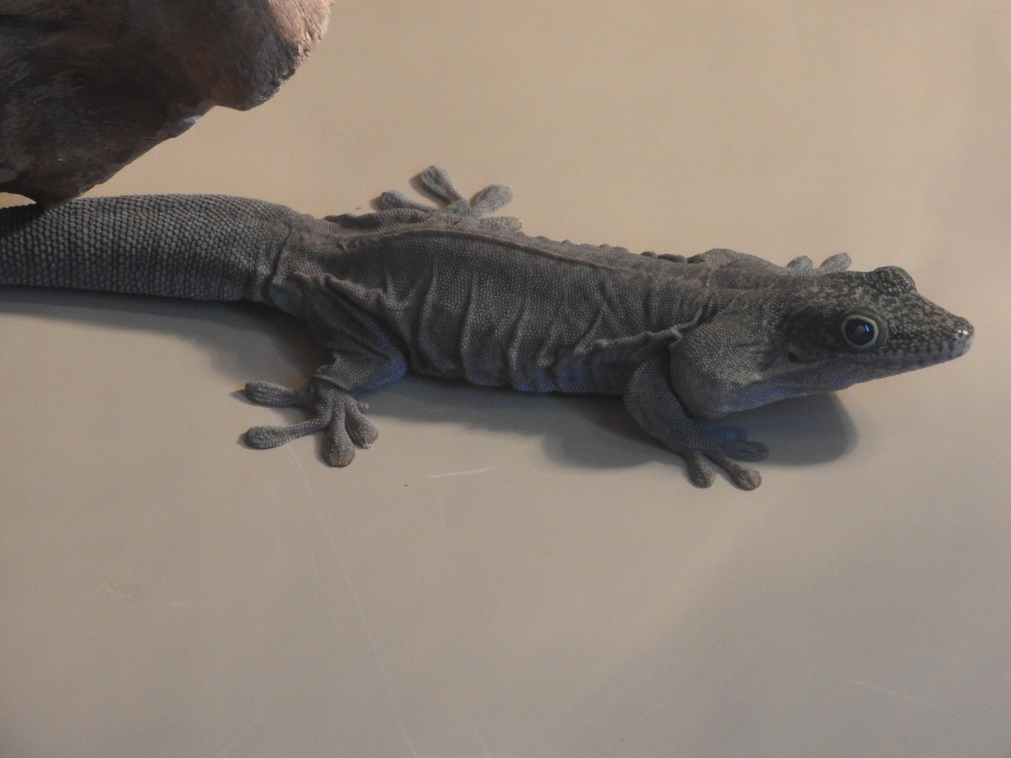 Standing's Day Gecko