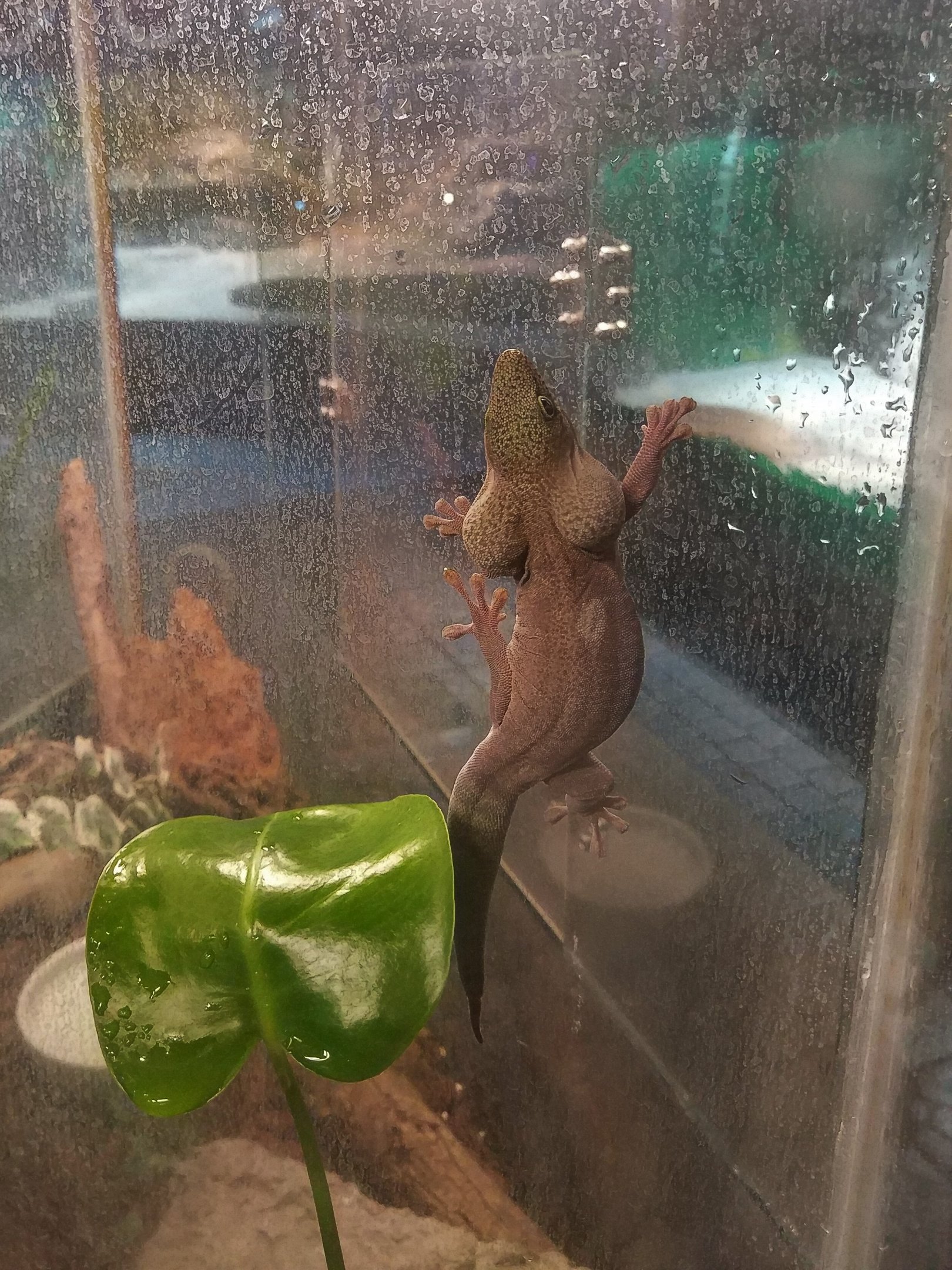 Standing's Day Gecko