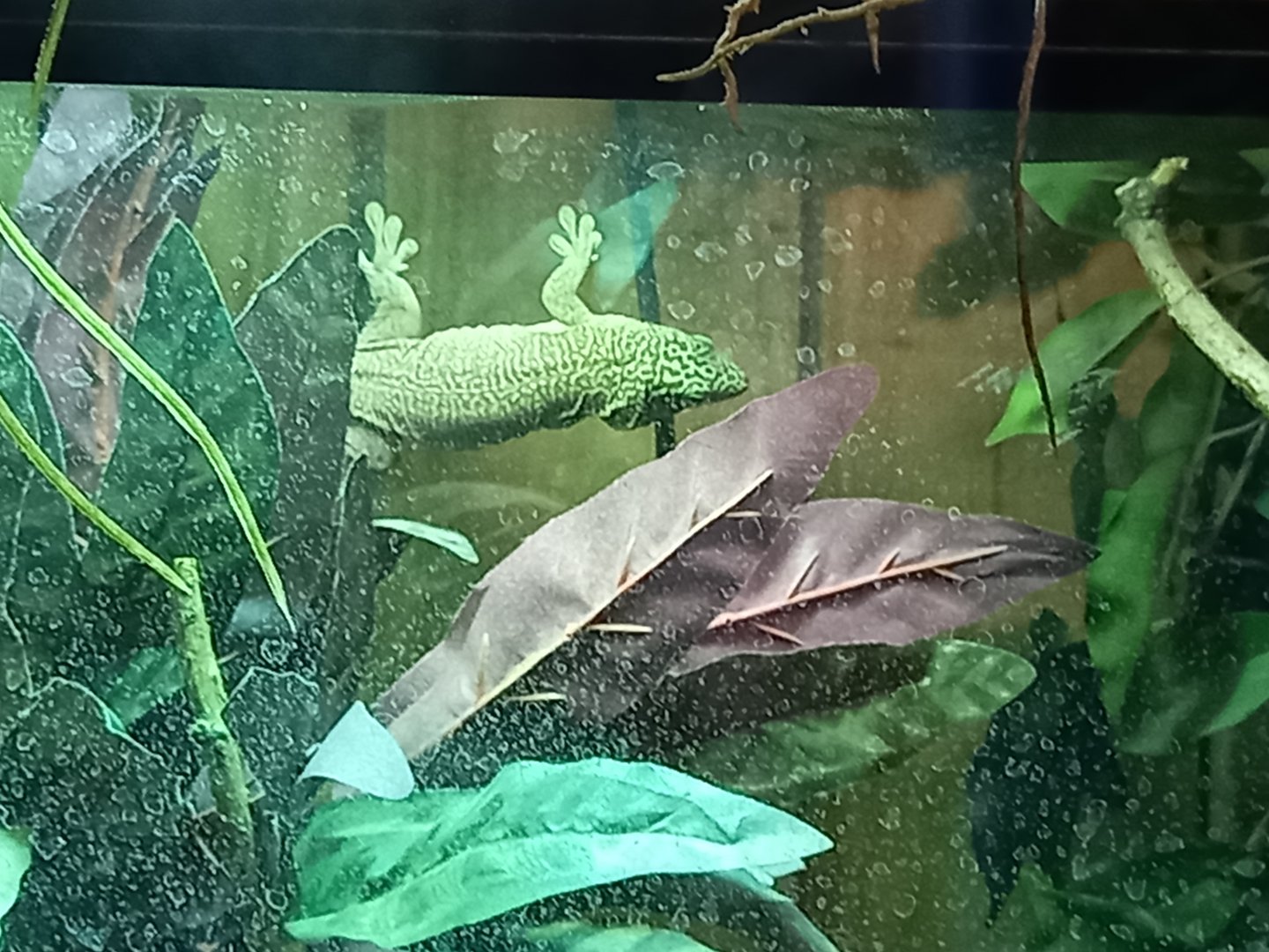 Standing's Day Gecko