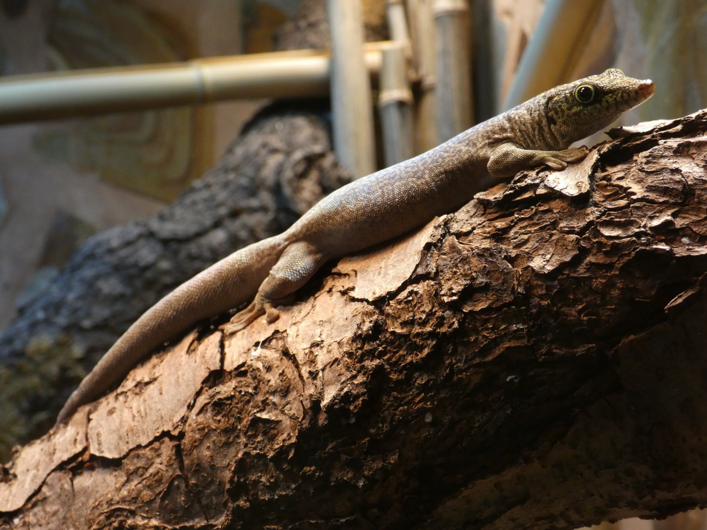 Standing's day gecko