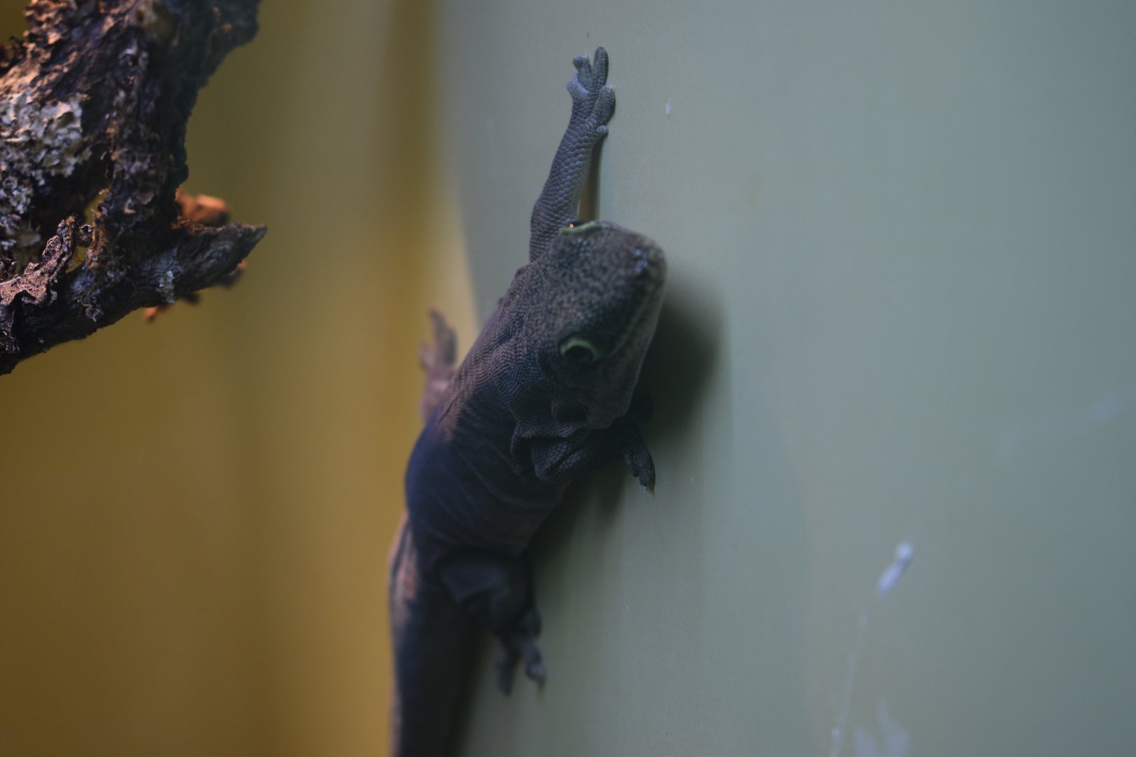 Standing's day gecko