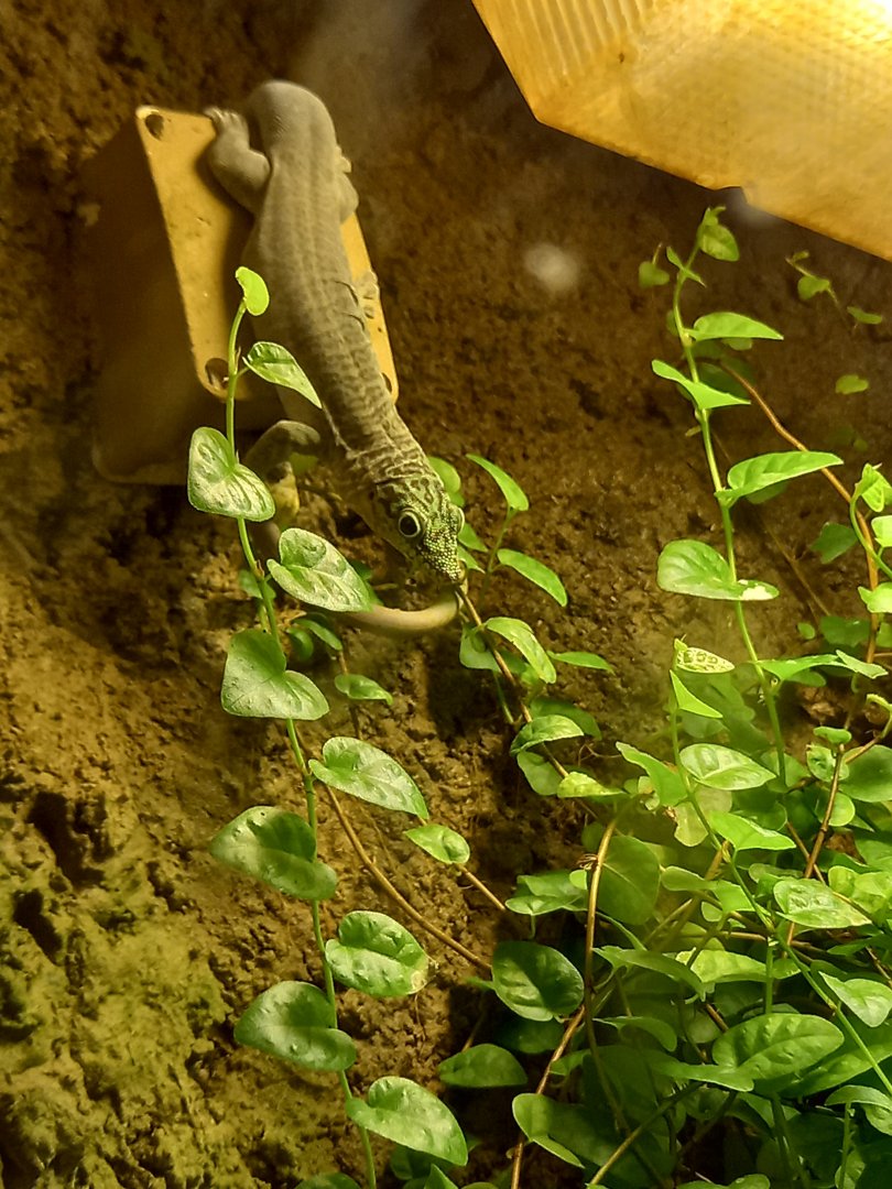 Standing's day gecko