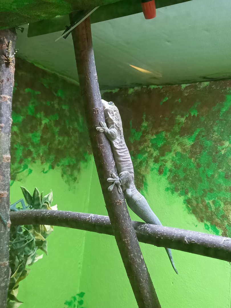 Standing's Day Gecko