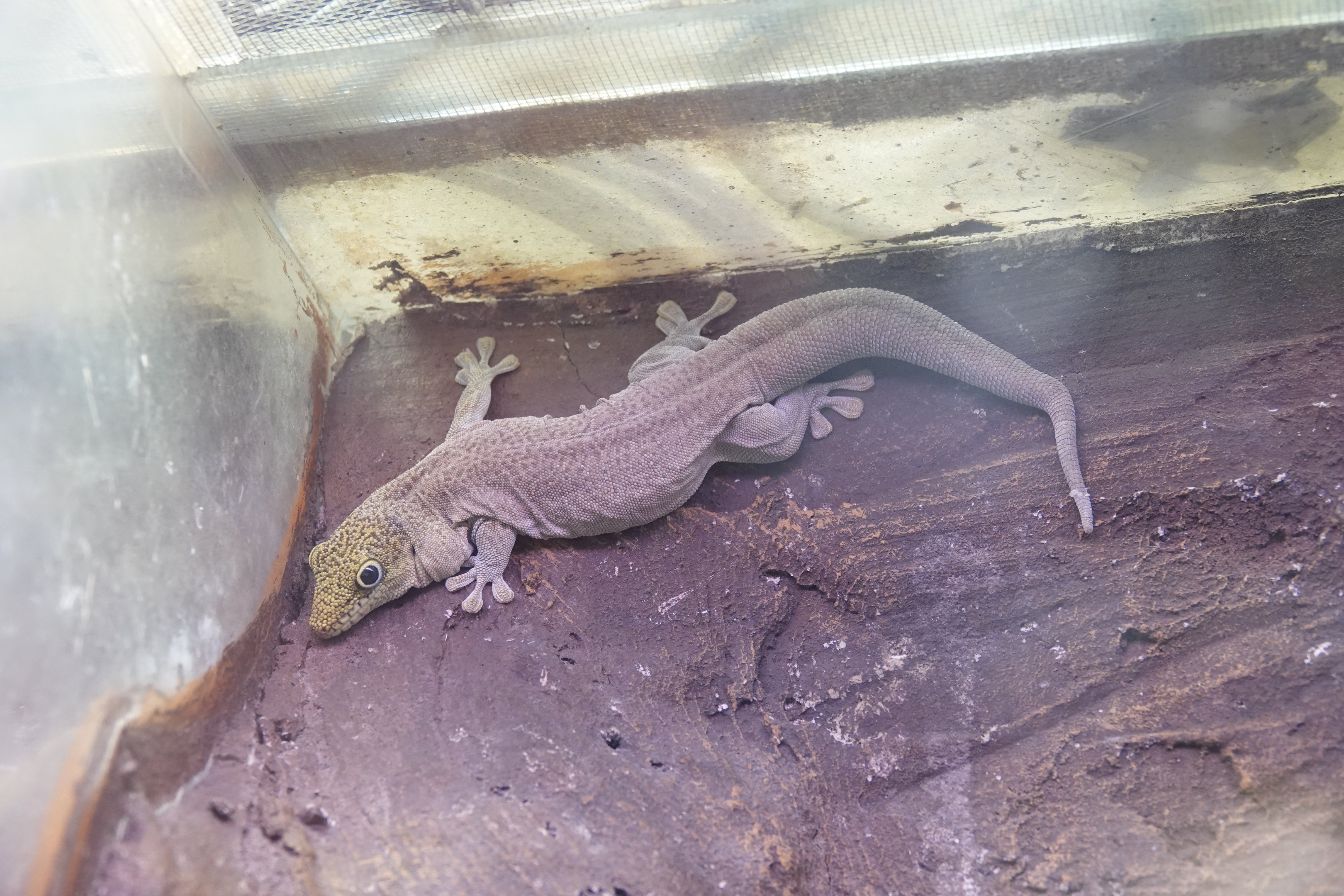 Standing's day gecko