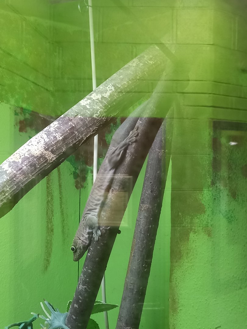 Standing's Day Gecko