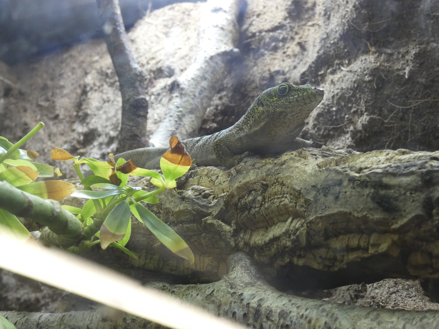 Standing's day gecko