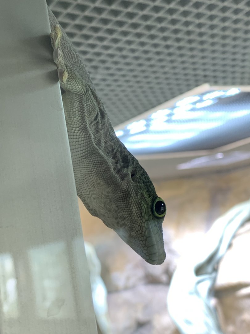 Standing's day gecko