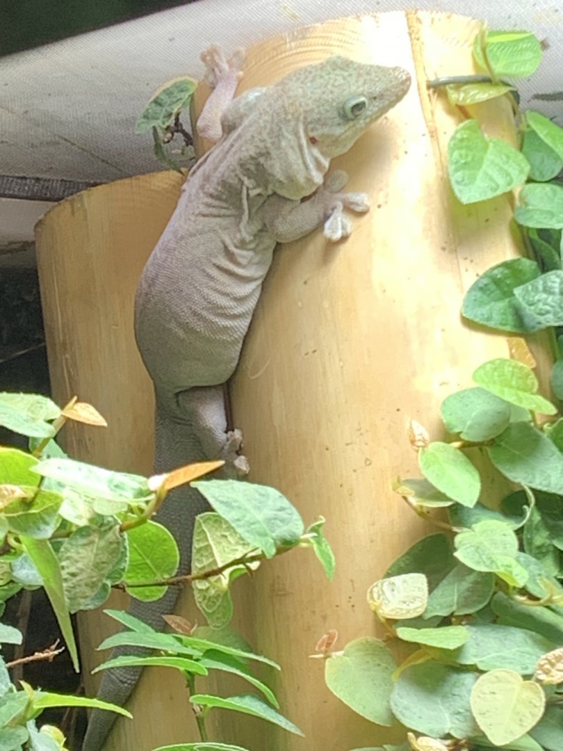 Standing's day gecko