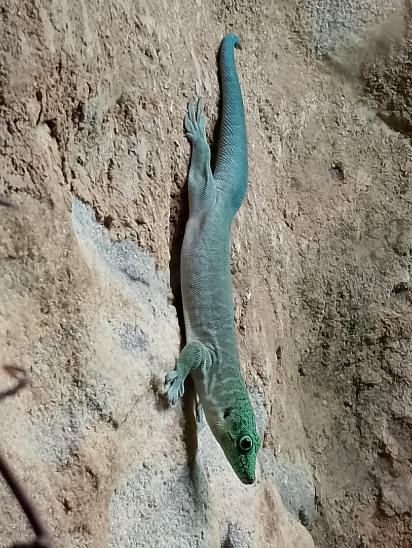 Standing's day gecko