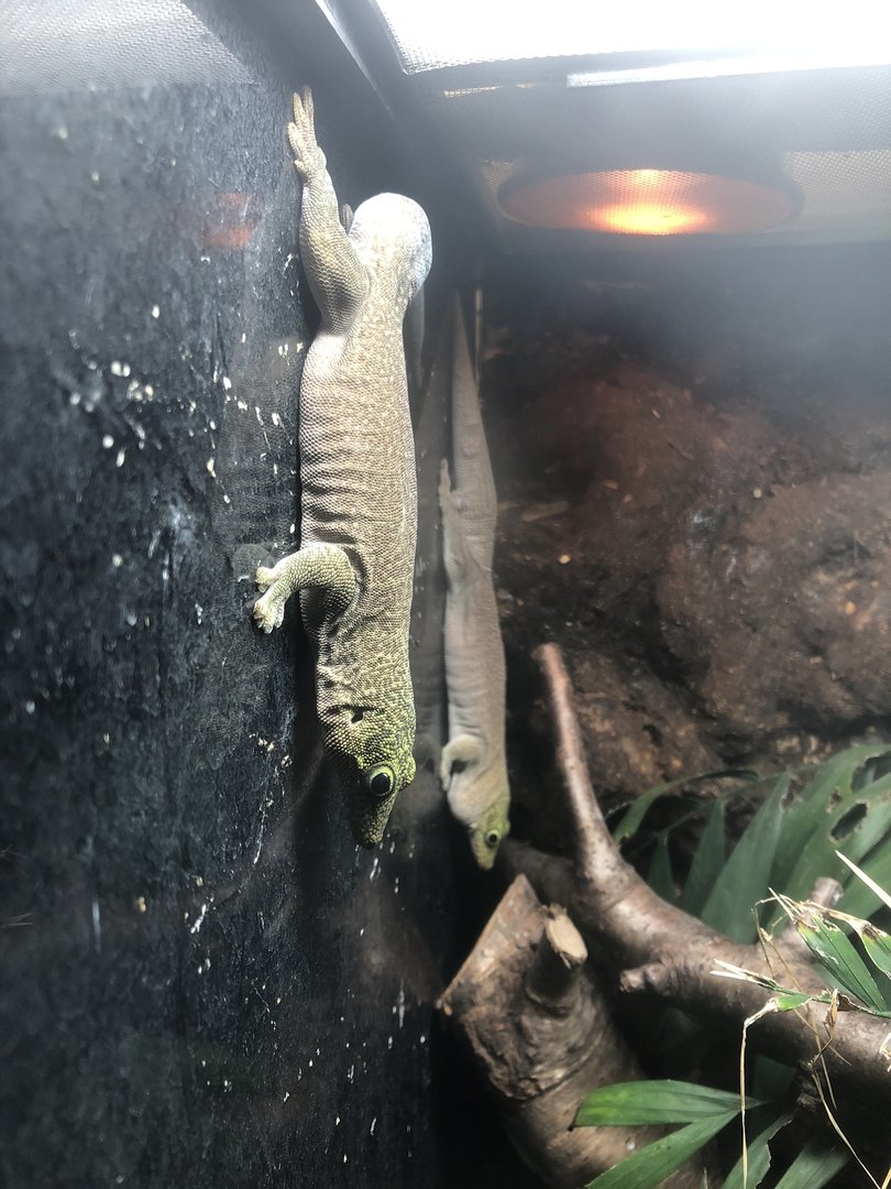 Standing's Day Geckos at Ponderosa Zoo (October 2022)