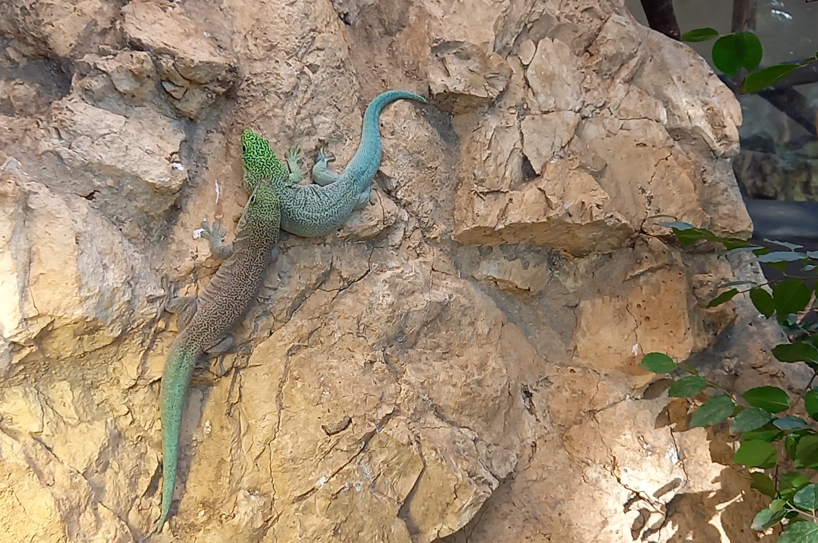 Standing's day gecko's - Phelsuma standingi
