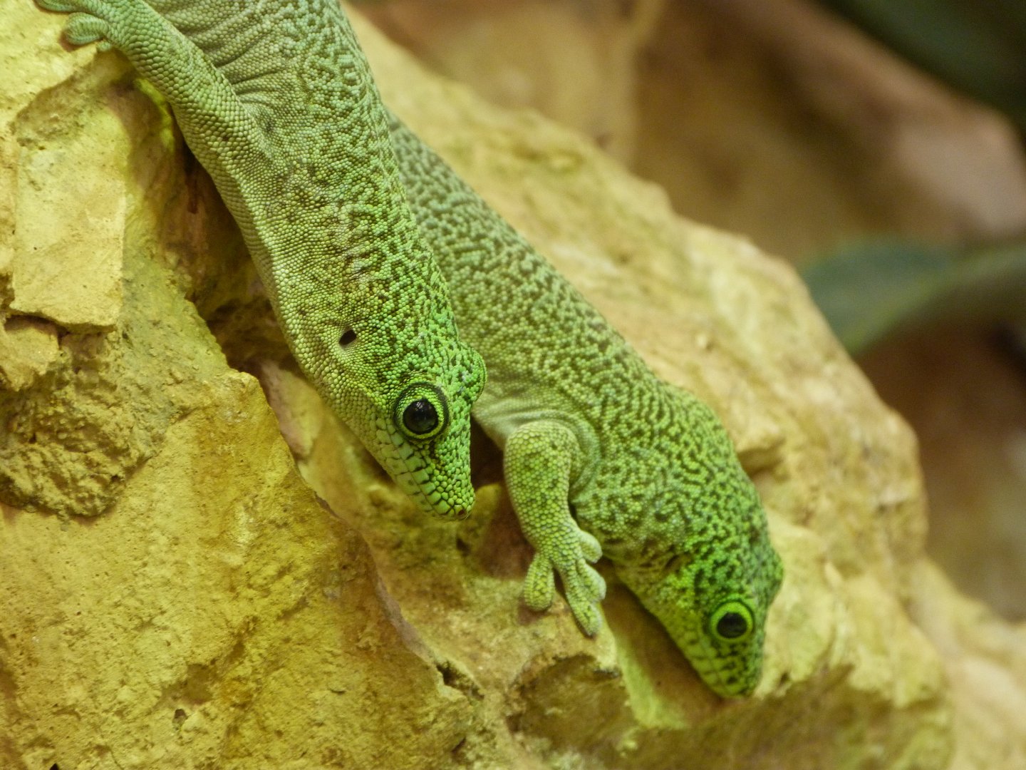 Standing's day geckos -Zoo Plzeň (2025)