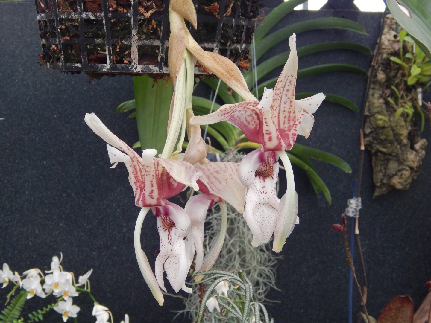 Stanhopea nigroviolacea x greerii