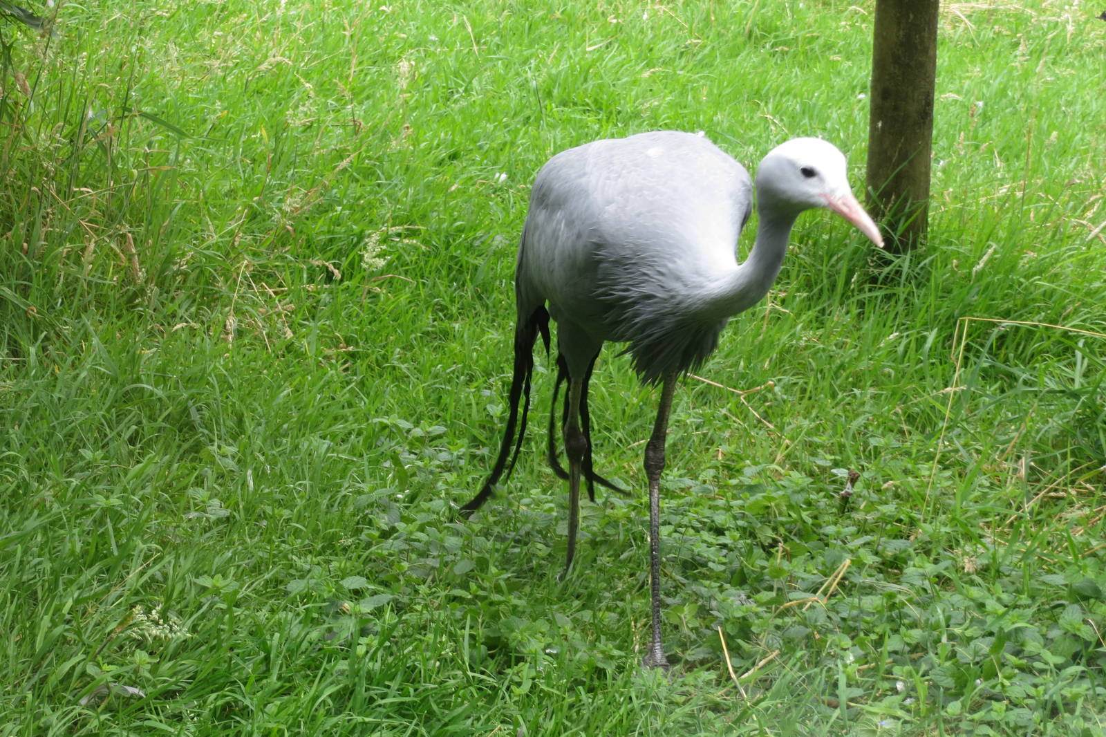 Stanley Crane 090815