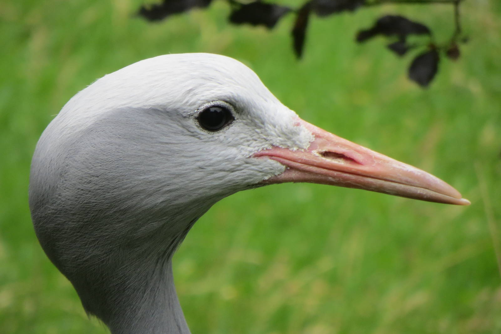 Stanley Crane 090815