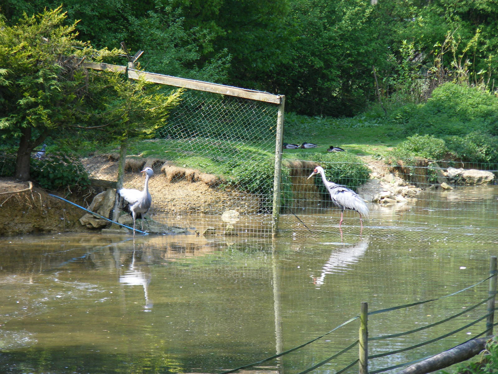 Stanley crane and white-naped crane at Birdland, 22 April 2011