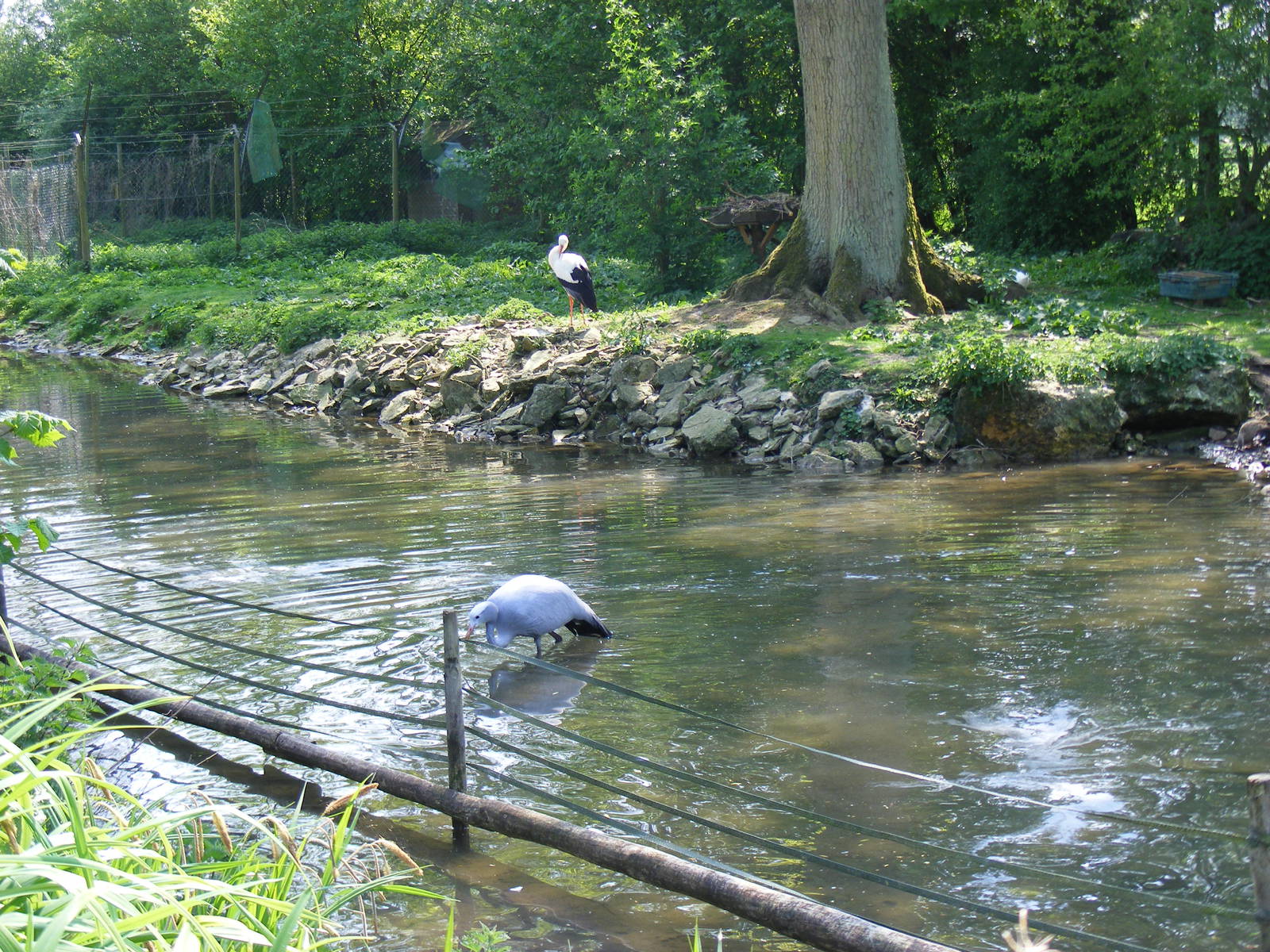 Stanley crane and white stork at Birdland, 22 April 2011