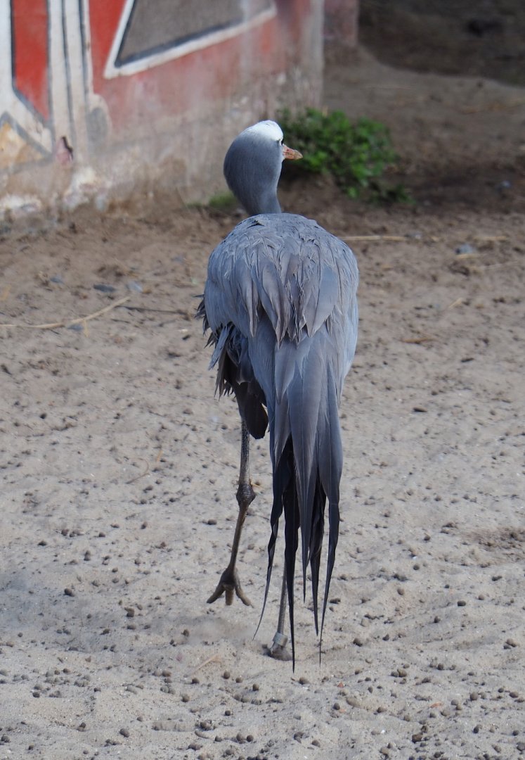 Stanley crane (Anthropoides paradisea), 2020-09-02