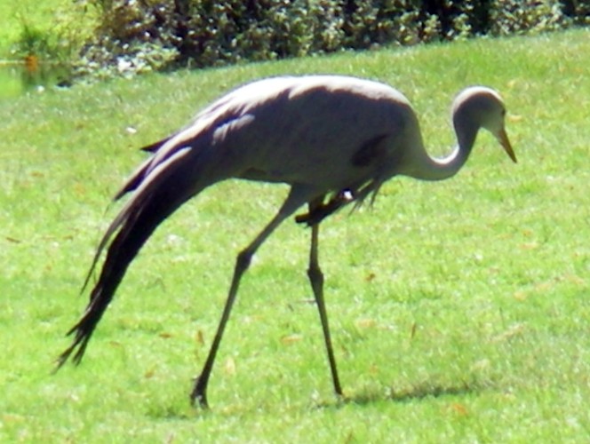 Stanley Crane (Anthropoides paradisea)