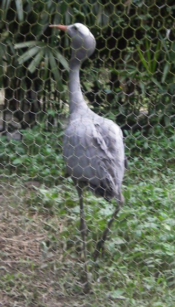 Stanley Crane (Anthropoides paradisea)