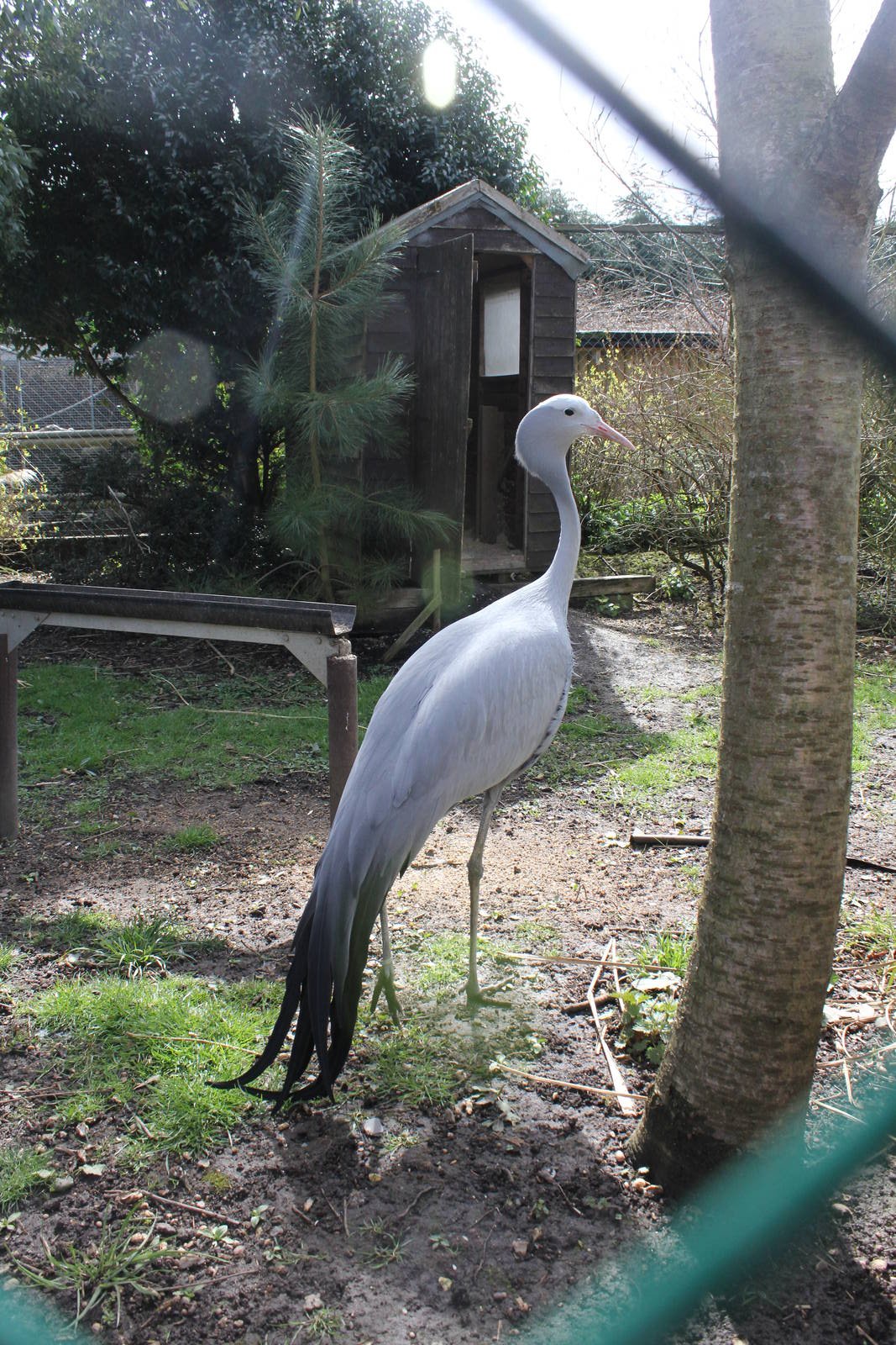 Stanley Crane enclosure. 2-4-15