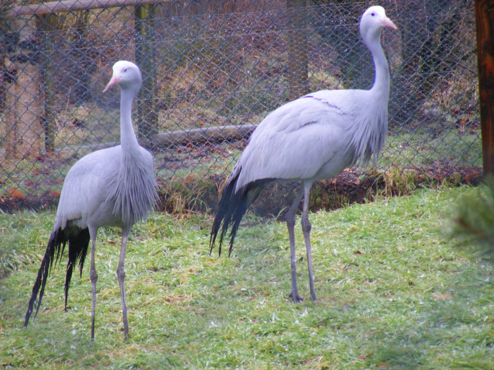 Stanley cranes at Exmoor Zoo, 29 December 2010