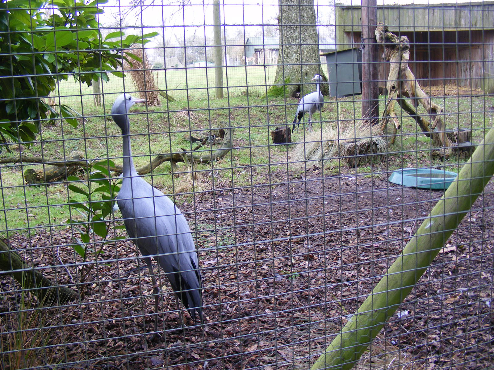 Stanley cranes at Marwell Wildlife, 23 January 2011