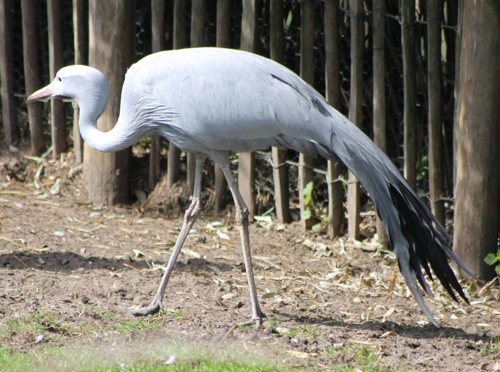 Stanley or Blue crane