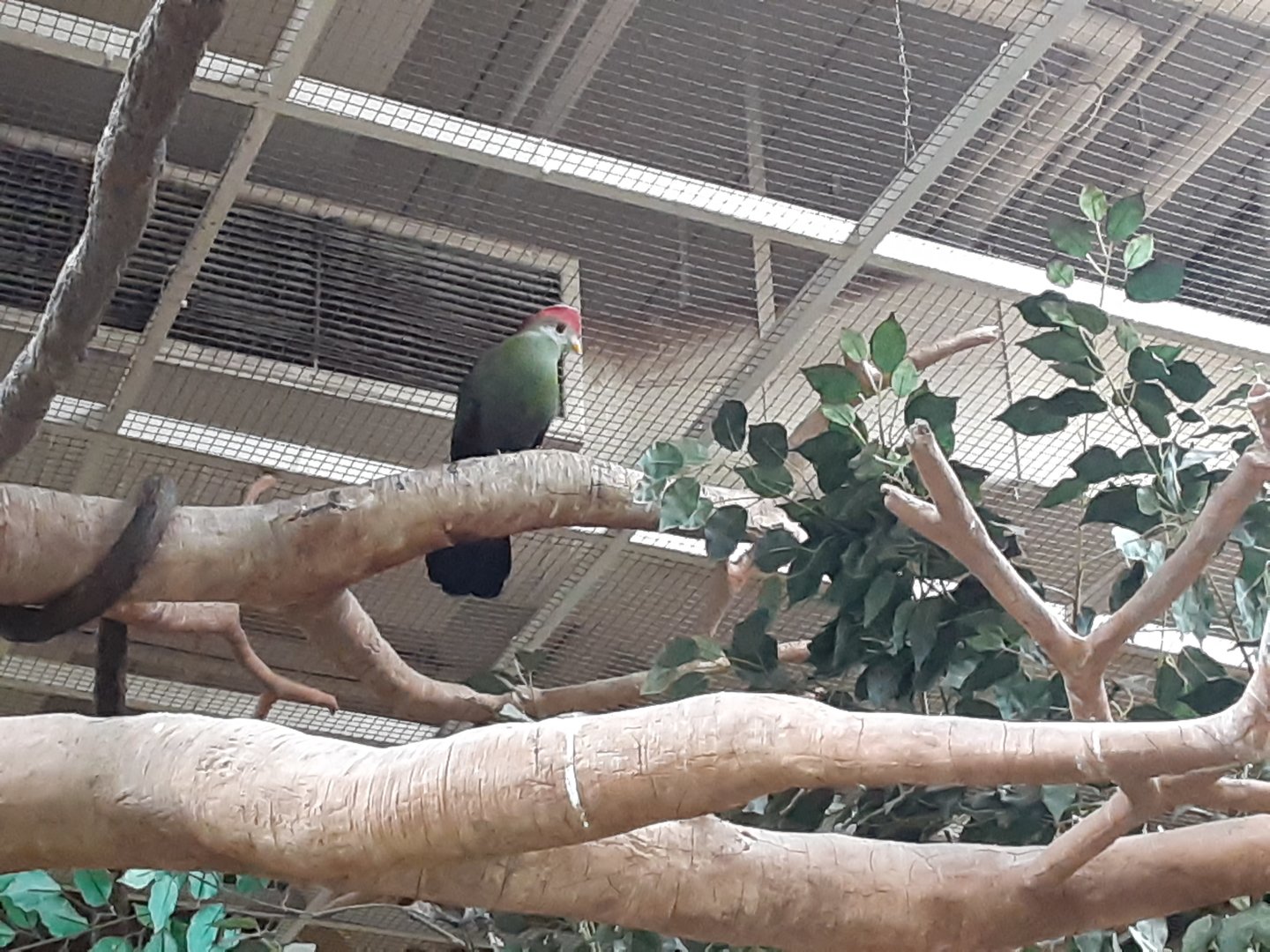 'Stanley' the Red-crested Turaco