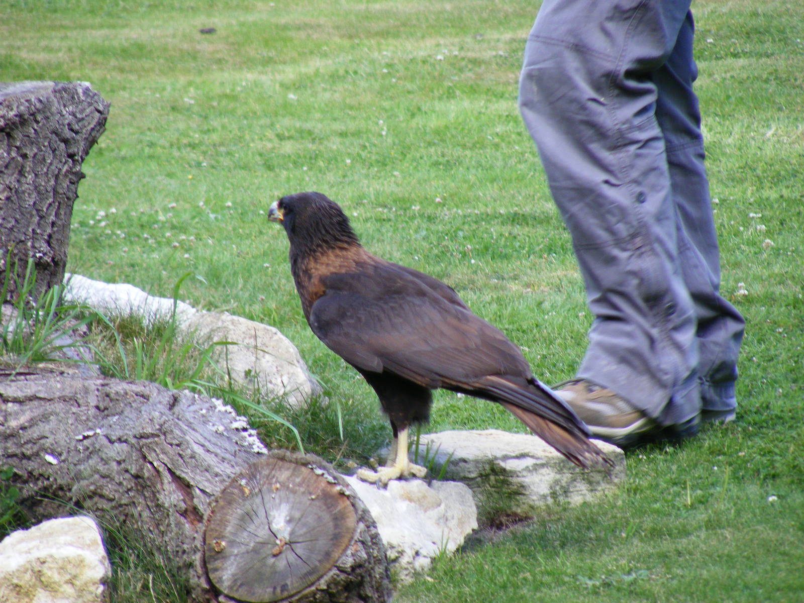 Stanley the striated caracara at Birdworld, 20 June 2010